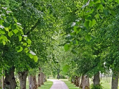 Allee mit Laubbäumen - Foto: Pixabay